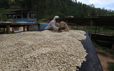 Brewing & Tasting: Rwanda Kopakaki